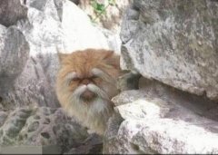 胡子眉毛都白了的喵星人图片