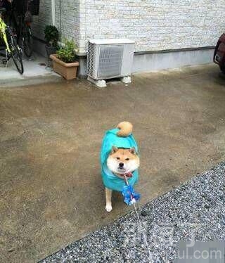 下雨天出去散步你四不四撒 下雨天出去散步你四不四撒