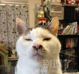 朕就是不会卖萌的汉子 朕就是不会卖萌的汉子
