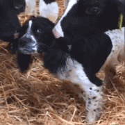 哎呀我真的不是奶牛 哎呀我真的不是奶牛