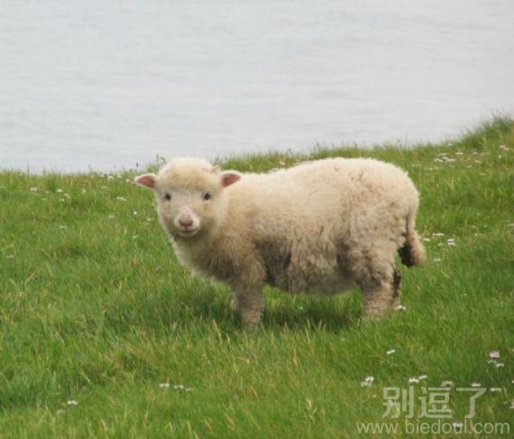 小萌(绵)羊,胖胖哒 小萌(绵)羊,胖胖哒