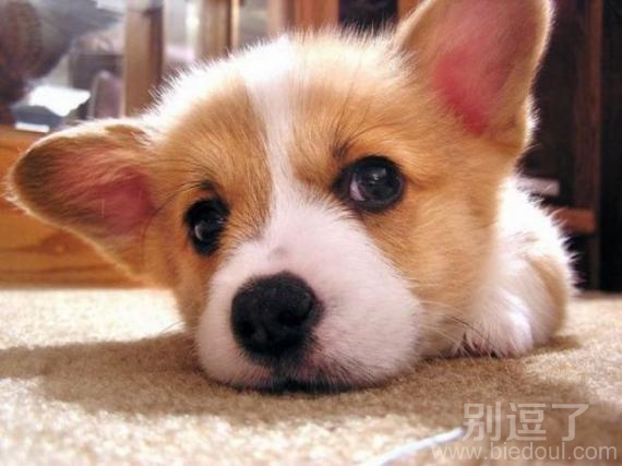 主人不在家,来张自拍 主人不在家,来张自拍