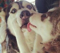 哈士奇被强吻了呀 哈士奇被强吻了呀