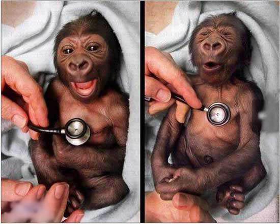 猩猩的陶醉表情 猩猩的陶醉表情