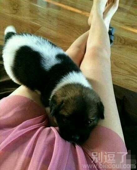 汪是不是闻到熟悉的味道