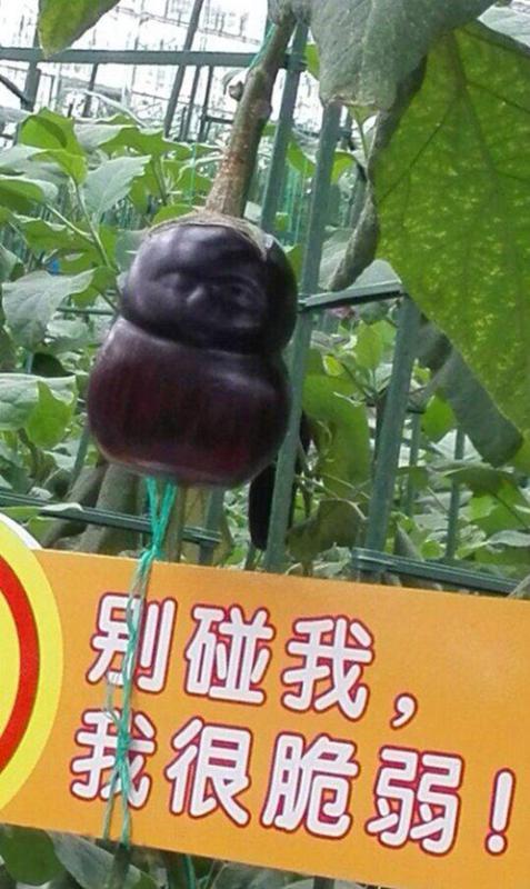 别碰我,我很脆肉！