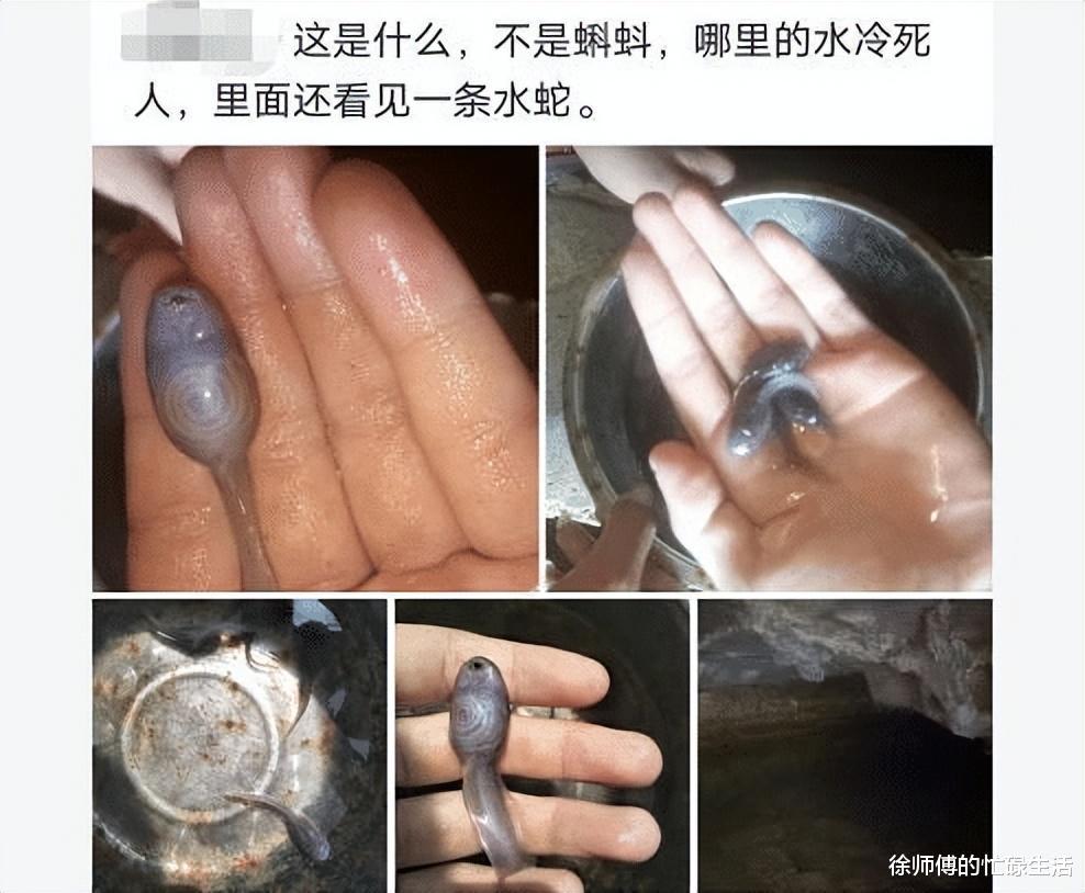 “游泳的时候从水里捞的，摸着滑滑的，这是啥啊？”水蛇？