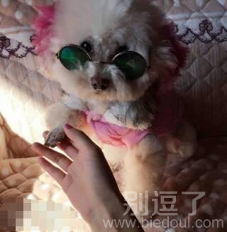 漂亮的公举汪有个美丽的公主梦