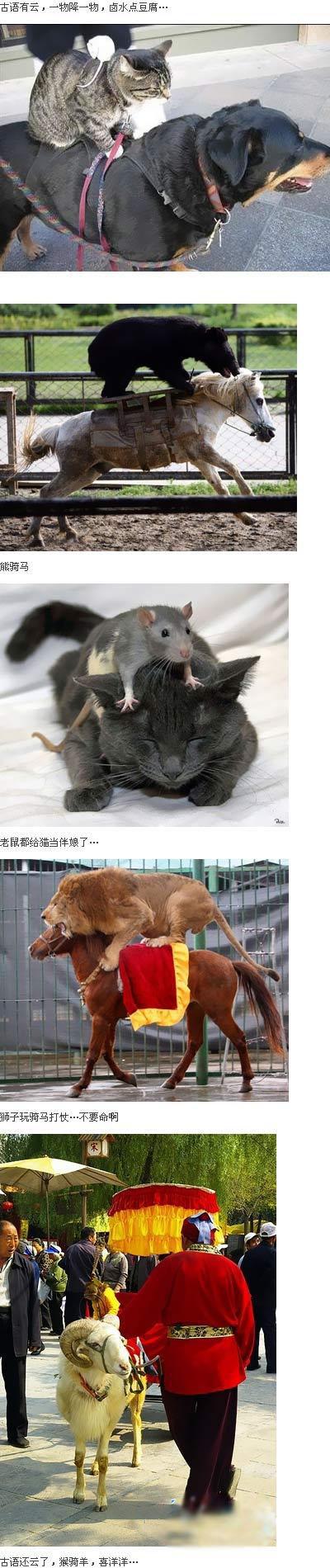 动物幽默图片：一物降一物