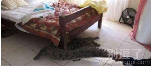 战斗民族养的宠物