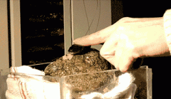 不要看我只是一只鱼，我可以举起一块石头的