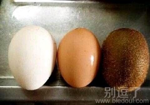 看最右边的蛋有毛 看最右边的蛋有毛