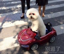 连汪星人都有自己的豪车