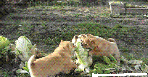 萝卜白菜各有所爱