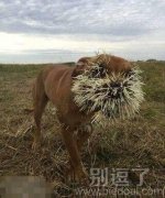 汪星人你做了什么 汪星人你做了什么