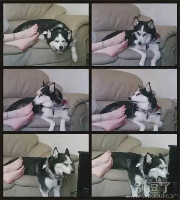 二哈表情越来越丰富了 二哈表情越来越丰富了