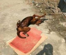 不造这货为神马睡成这熊样