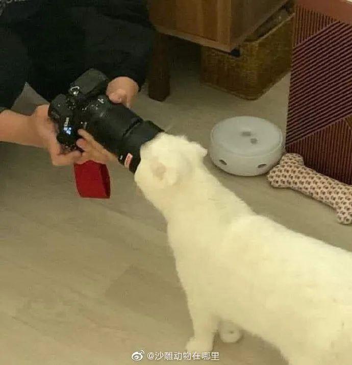 神图:拉屎真能赚钱! 神图:拉屎真能赚钱!
