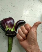 哪里来的茄子，太棒了