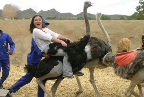 把稳了呀,千万别摔下来! 把稳了呀,千万别摔下来!