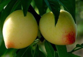 这桃子像什么？
