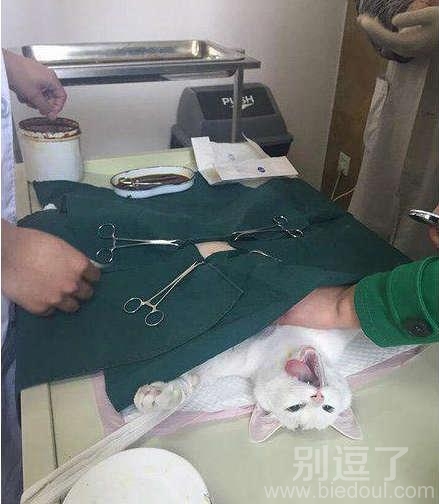 愚蠢的人类要对本喵做什么 愚蠢的人类要对本喵做什么