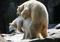 狗熊图片,黑熊图片,狗熊性生活交配图片