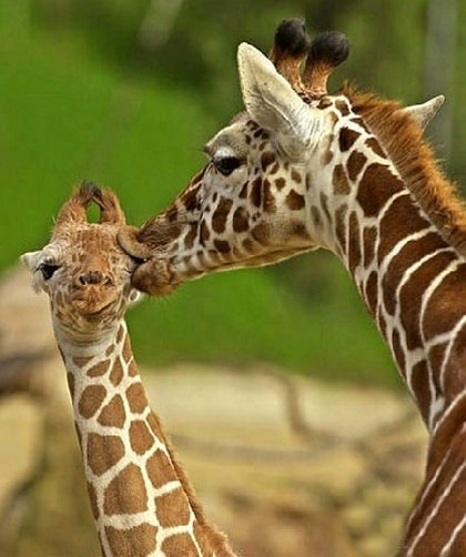 动物的恩爱亲吻瞬间。