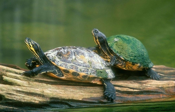 乌龟图片,乌龟性生活交配图片。