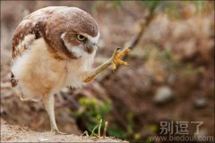 不要走，看我正步走。