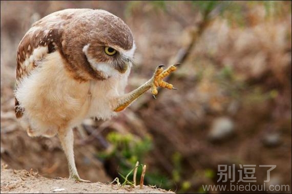 不要走,看我正步走。 不要走,看我正步走。