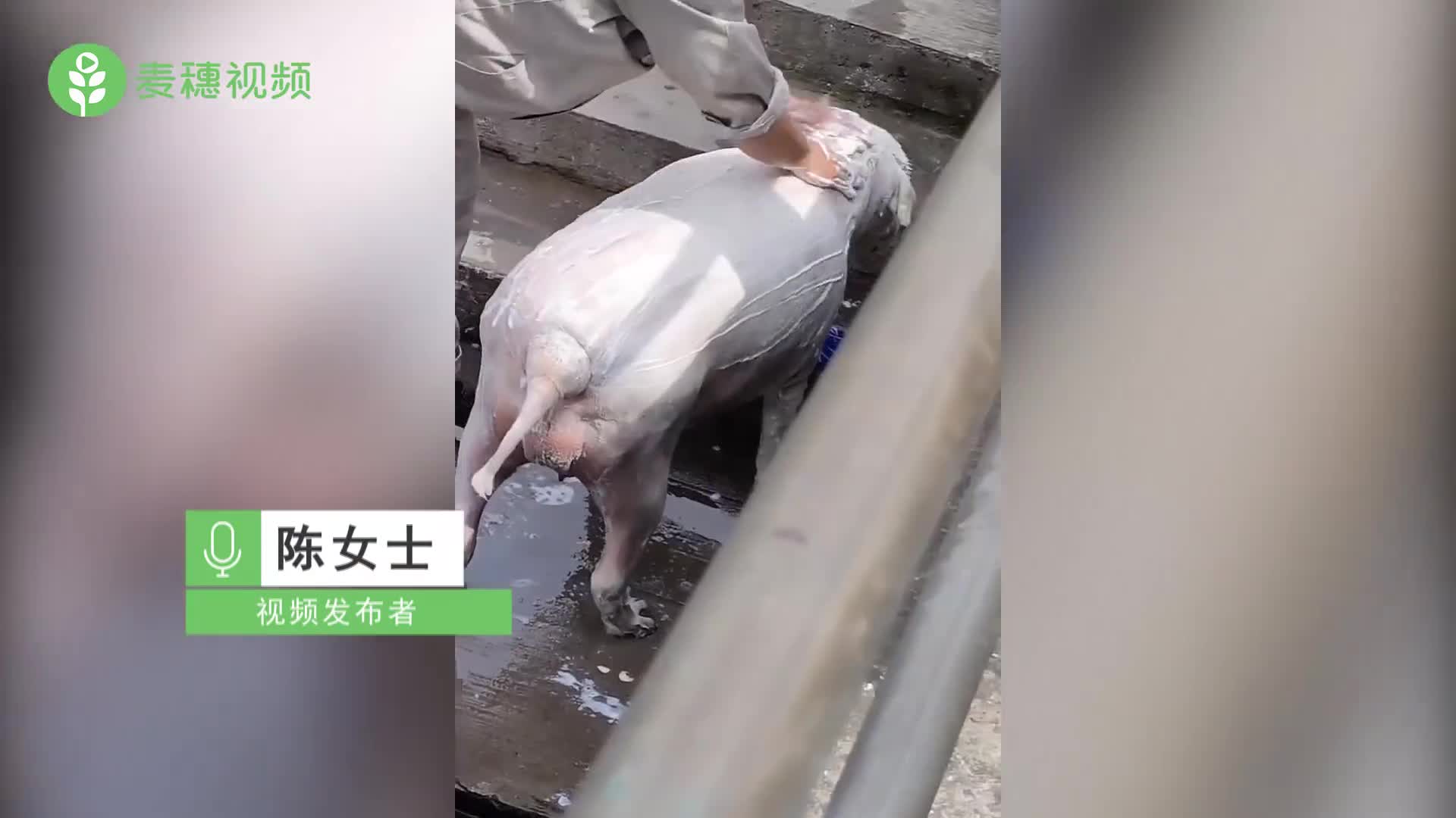 轻松一刻:两个月30次,偷的女邻居内裤都没得换 轻松一刻:两个月30次,偷的女邻居内裤都没得换