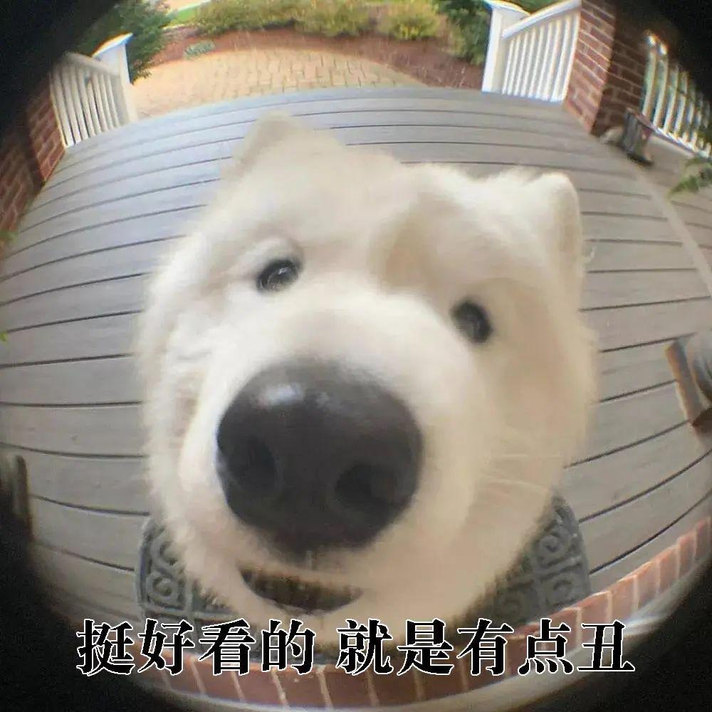 60个聊天时废话文学表情包