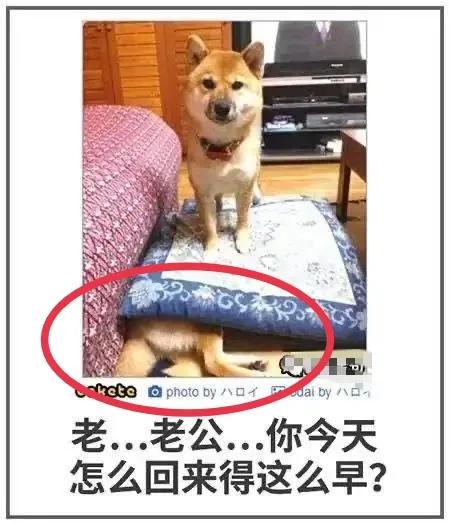 “老鼠贴粘到一只小可爱,网友让我自首争取死缓!”这是为啥? “老鼠贴粘到一只小可爱,网友让我自首争取死缓!”这是为啥?