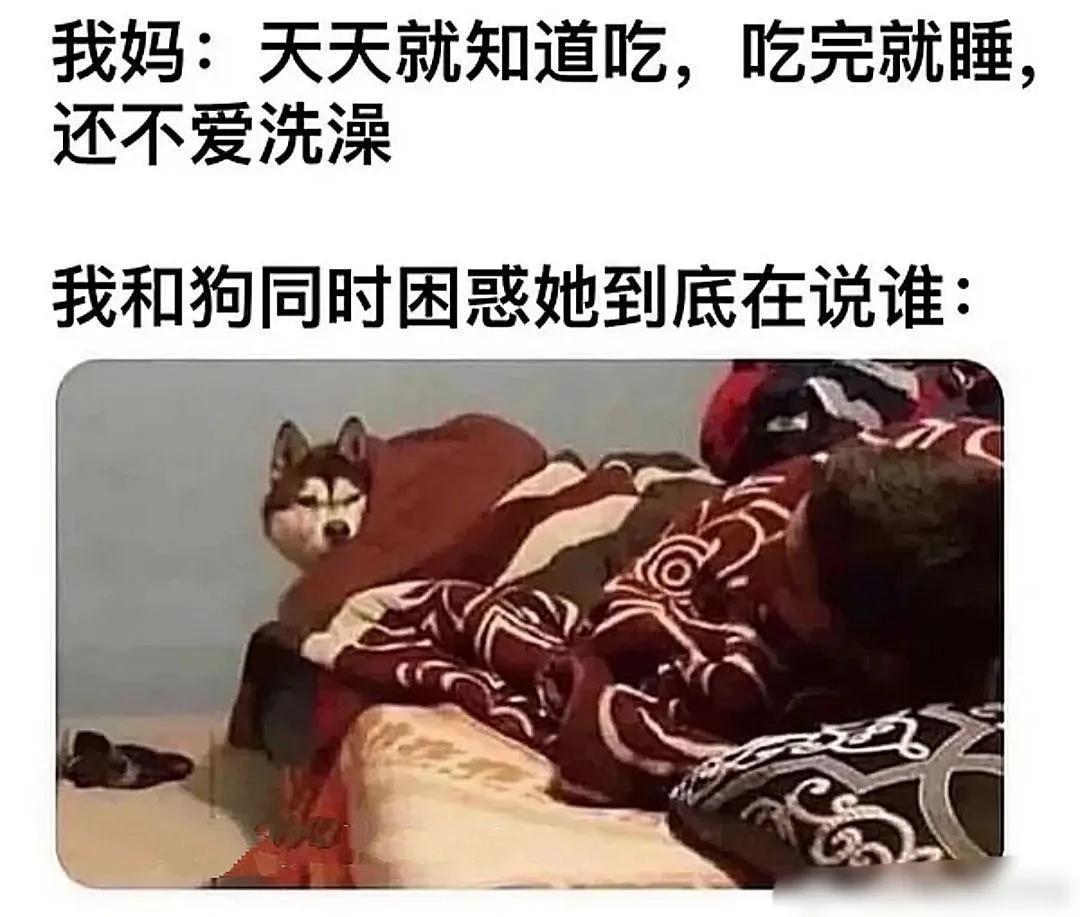 “老鼠贴粘到一只小可爱,网友让我自首争取死缓!”这是为啥? “老鼠贴粘到一只小可爱,网友让我自首争取死缓!”这是为啥?