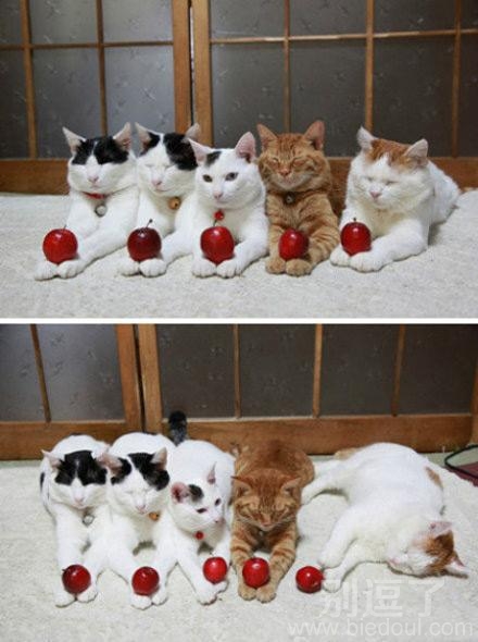 一群萌萌的小猫。