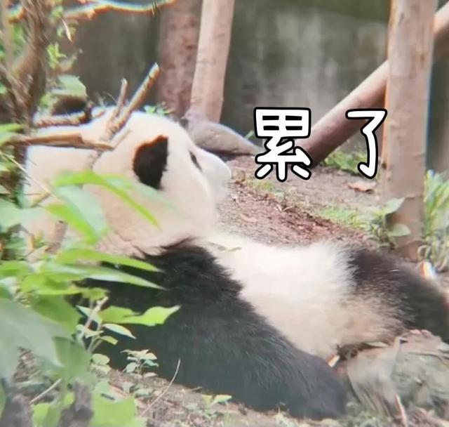 大熊猫和花表情包