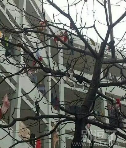 天然的晾衣服支架诞生 天然的晾衣服支架诞生