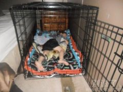 睡在狗窝里的孩子。 睡在狗窝里的孩子。