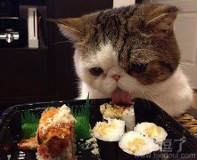 一只能吃的猫咪。