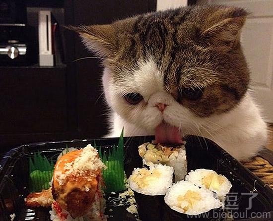 一只能吃的猫咪。