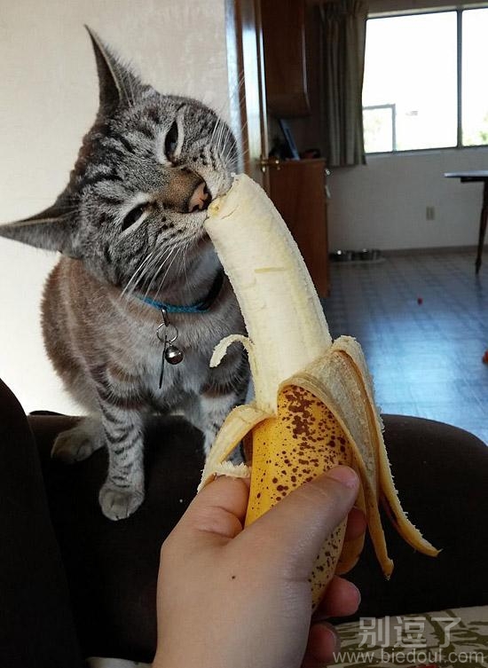 正在吃香蕉的猫咪。