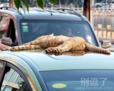 正在看车的猫。。