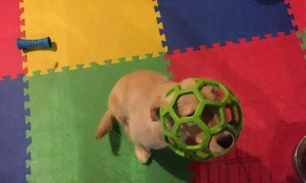 汪星人,玩大了吧! 汪星人,玩大了吧!