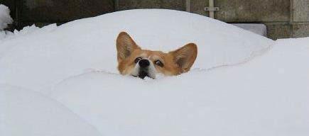 主人呀,快点来救救我吧哦! 主人呀,快点来救救我吧哦!