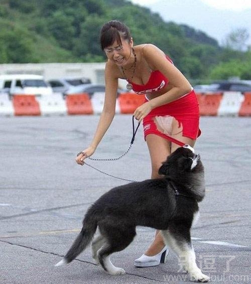 狗狗啊,你这是要逆天啊。 狗狗啊,你这是要逆天啊。