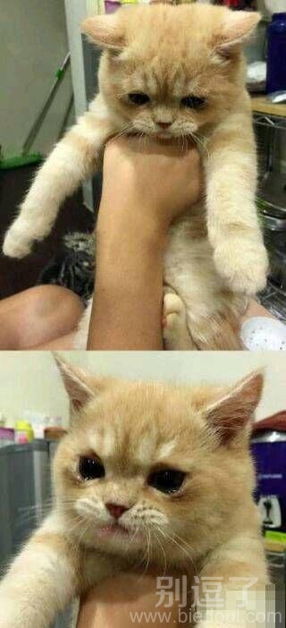 小喵喵你受了什么委屈啊 小喵喵你受了什么委屈啊