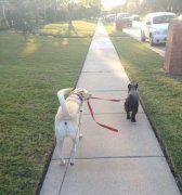 身边搞笑的狗狗囧事