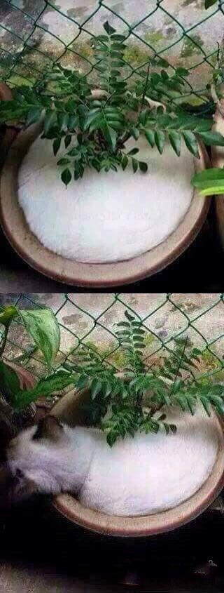 伪装的够真实的呀 伪装的够真实的呀