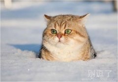 地鼠?不要打我啊 地鼠?不要打我啊